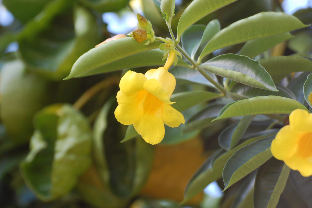 Brasile - nei Lenis Maranhenses: Allamanda sp.(Apocynaceae)