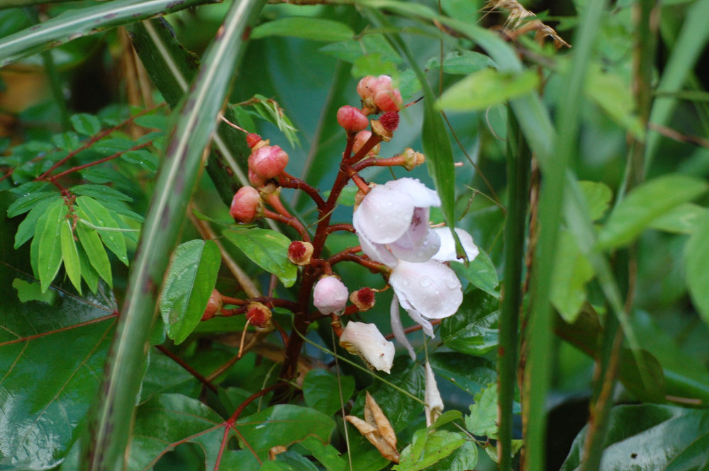 Brasile - nella foresta amazzonica: Bixa orellana (Bixaceae)