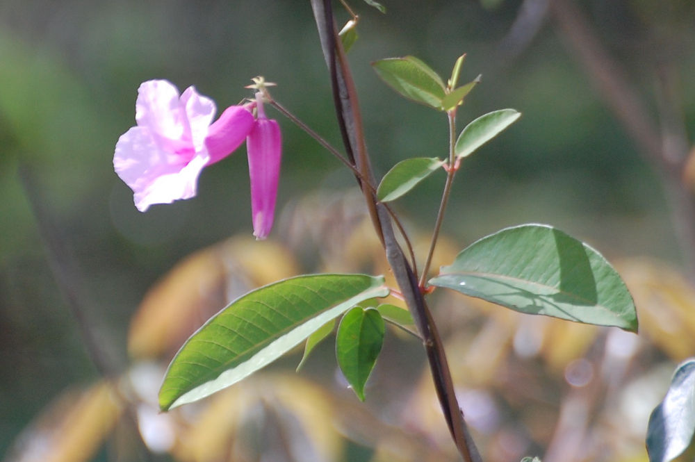 Brasile - Fiore della foresta amazzonica:  Rhabdadenia madida (Apocynaceae)