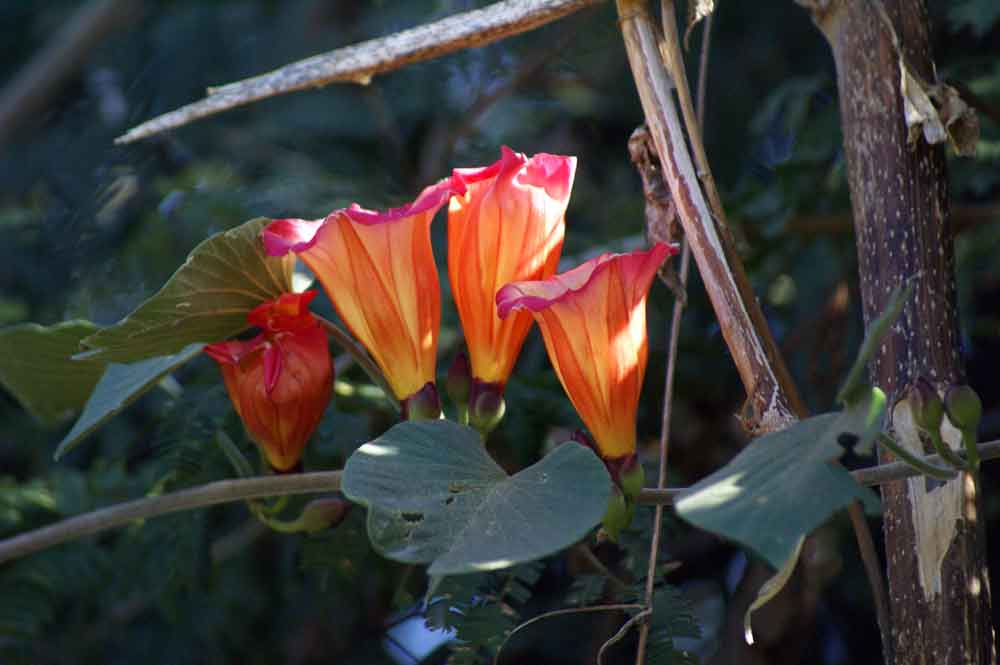 Botswana: Stictocardia beraviensis (Vatke) Hallier f.