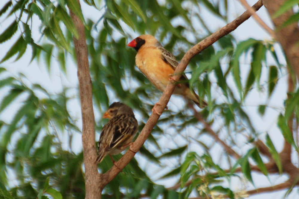 Uccelli in Dancalia (Etiopia): Quelea dal becco rosso (Quelea quelea)