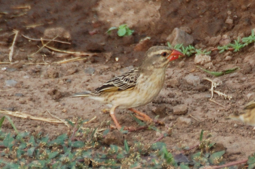 Uccelli in Dancalia (Etiopia): Quelea dal becco rosso (Quelea quelea)