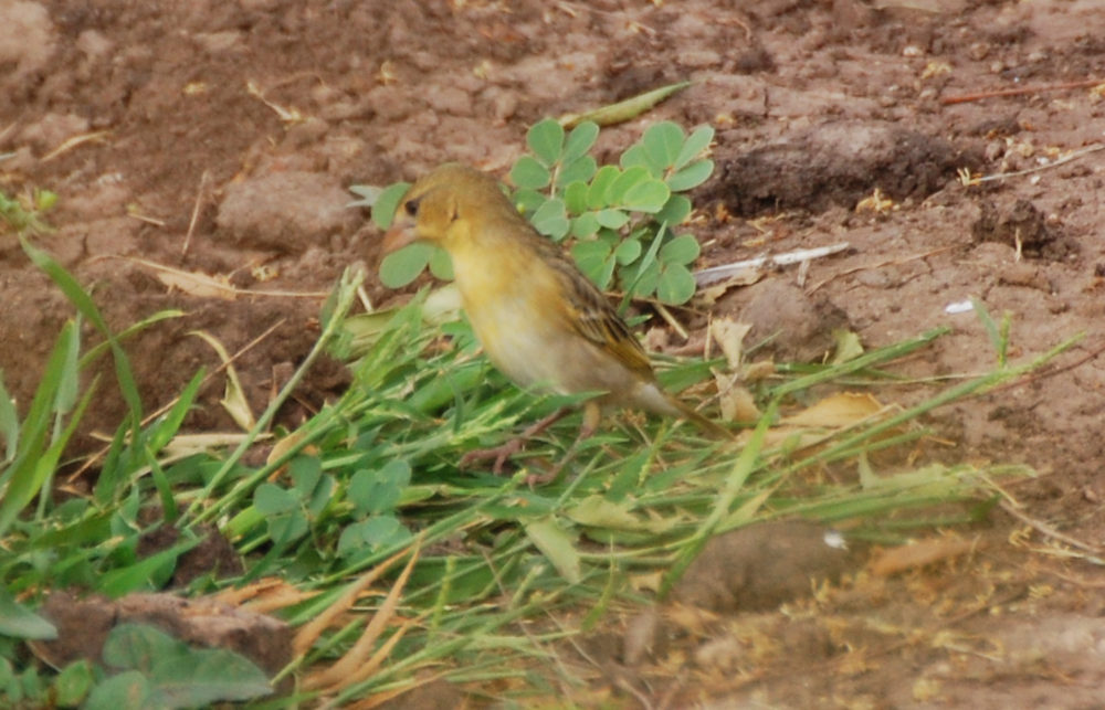 Dancalia - Etiopia uccello 3