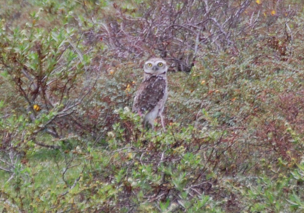 Brasile - uccello dei Len��is Maranhenses: Athene cunicularia / Civetta delle tane
