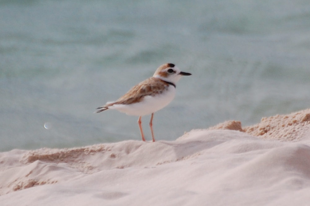 Brasile - uccello dei Len��is Maranhenses: Corriere dal collare (Charadrius collaris)