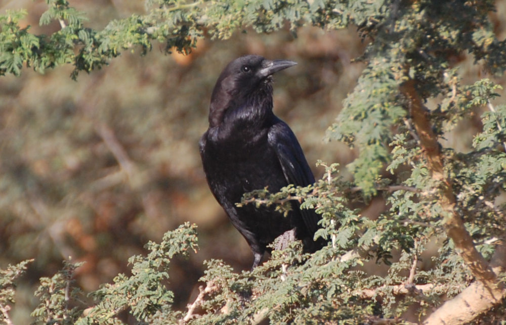 Uccello  Tigrai (Etiopia):  corvo del Capo (Corvus capensis)