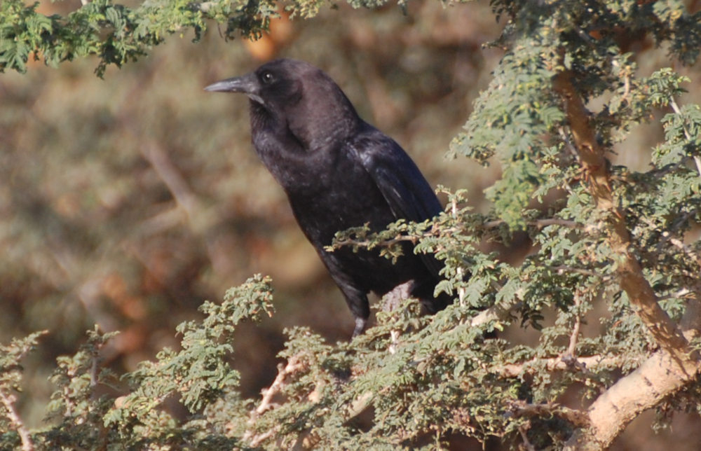 Uccello  Tigrai (Etiopia):  corvo del Capo (Corvus capensis)