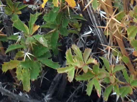 Berberis sibirica (Berberidaceae)  - Mongolia