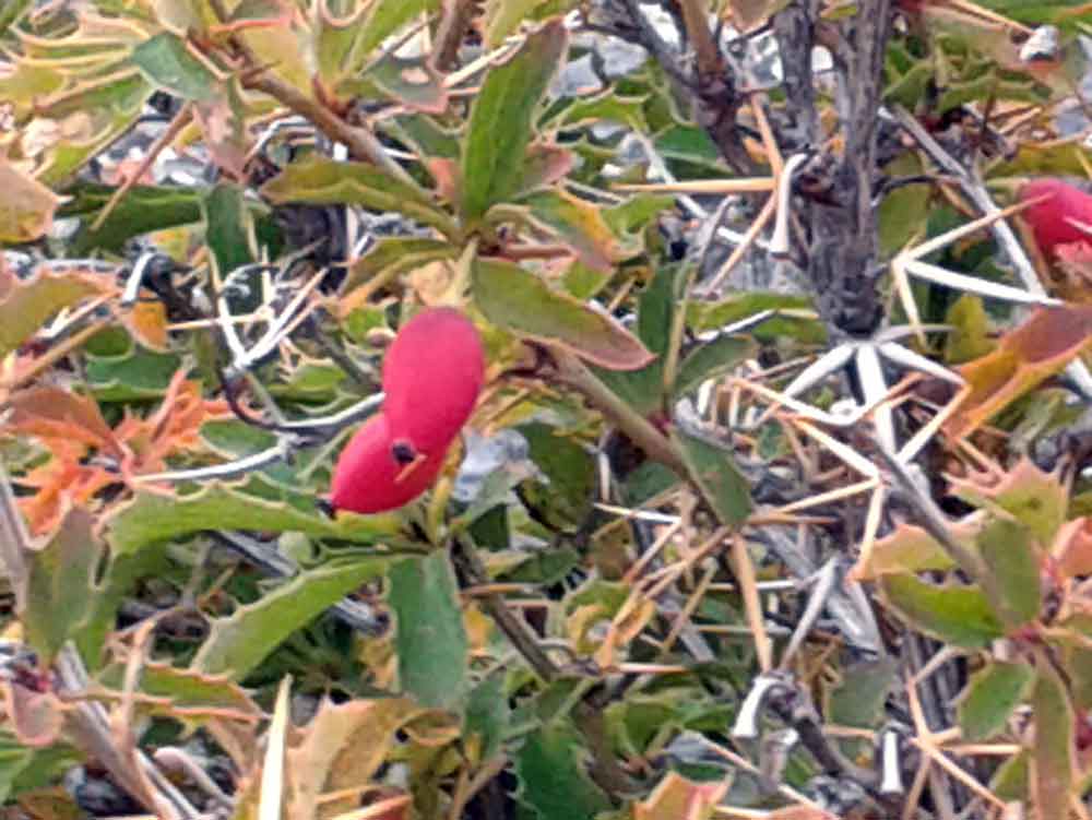 Berberis sibirica (Berberidaceae)  - Mongolia