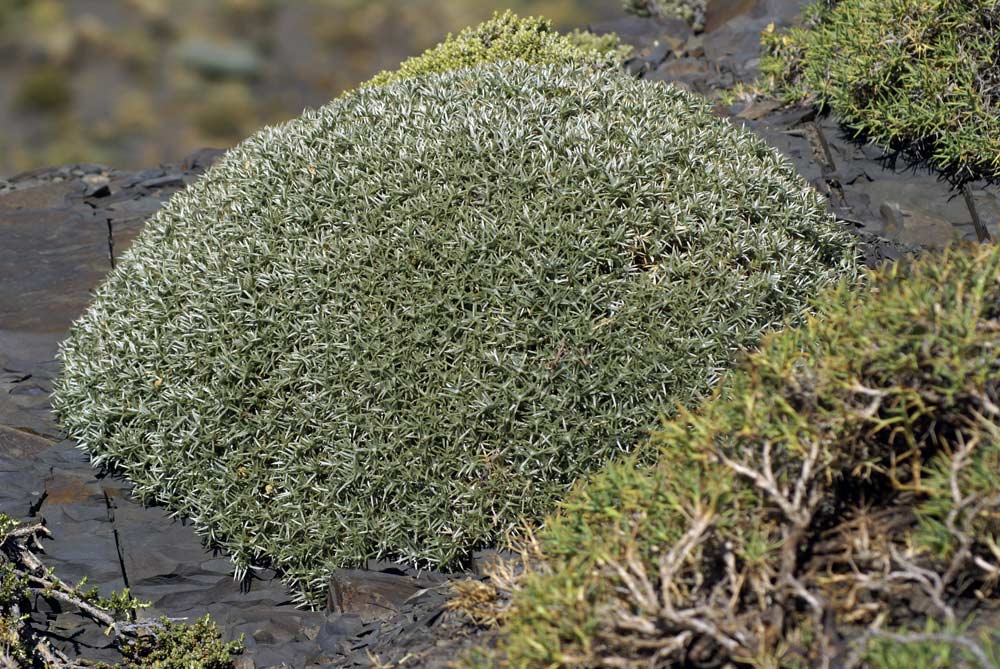 Santa Cruz - Patagonia