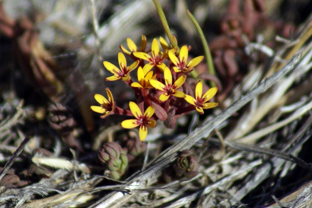 Sedum? Patagonia