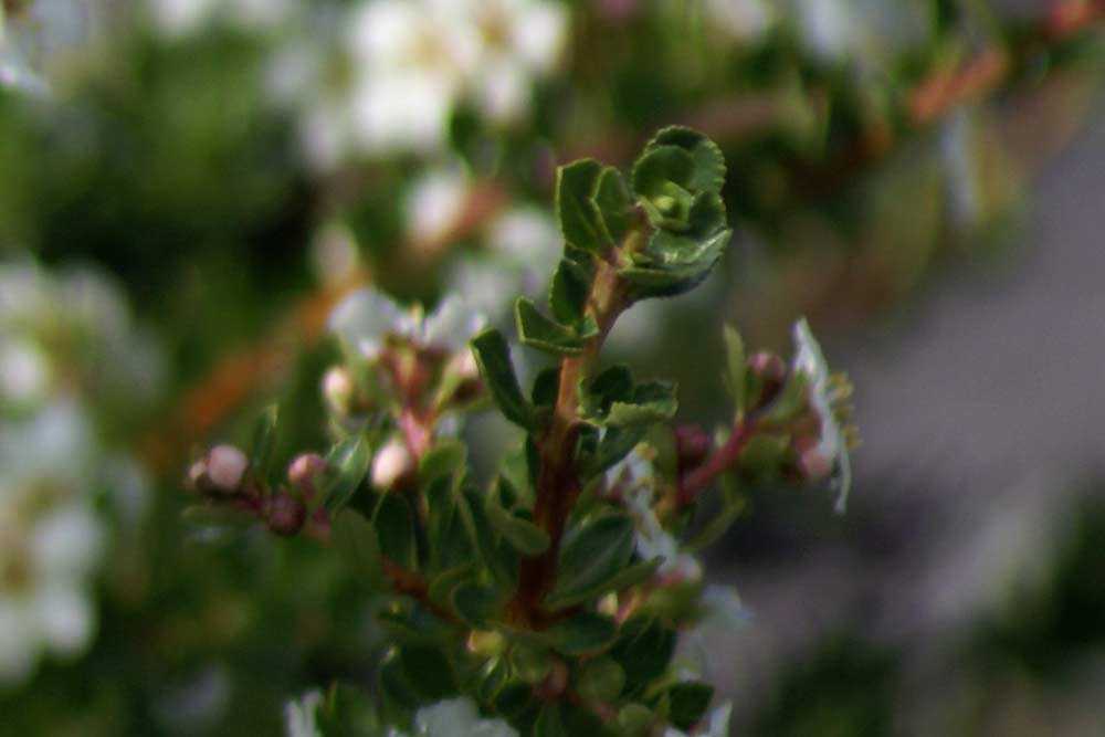 Escallonia virgata - Patagonia