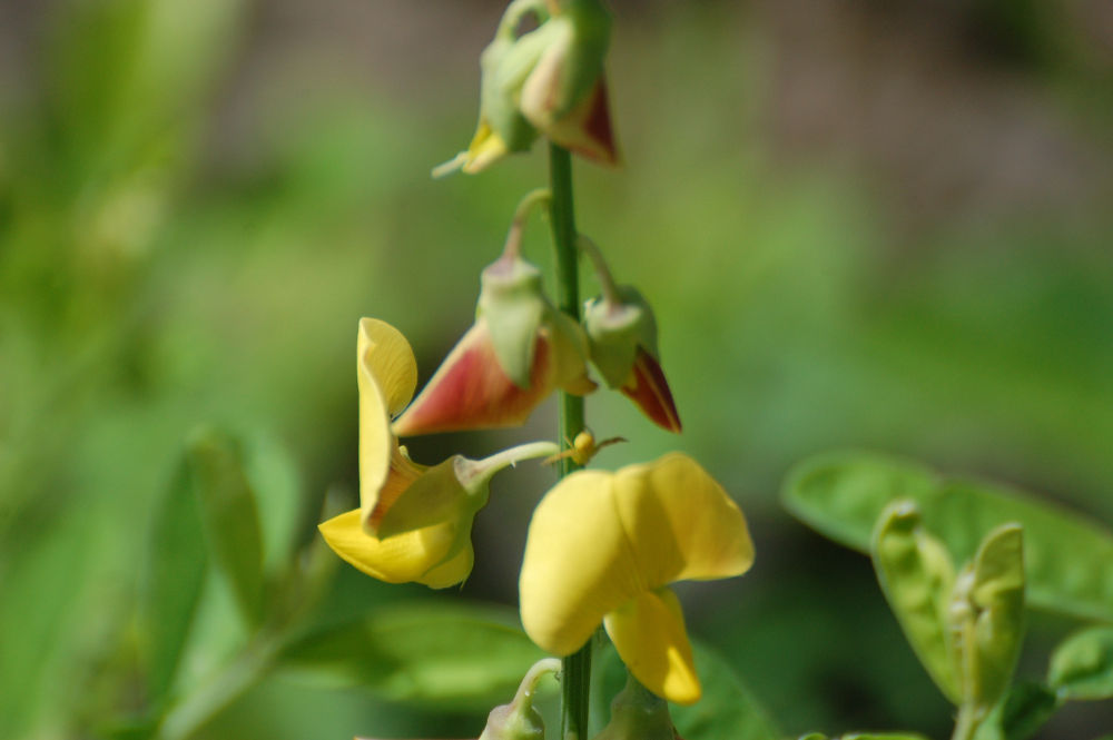 Brasile - nei Lenis Maranhenses: Crotalaria sp. (Fabaceae)