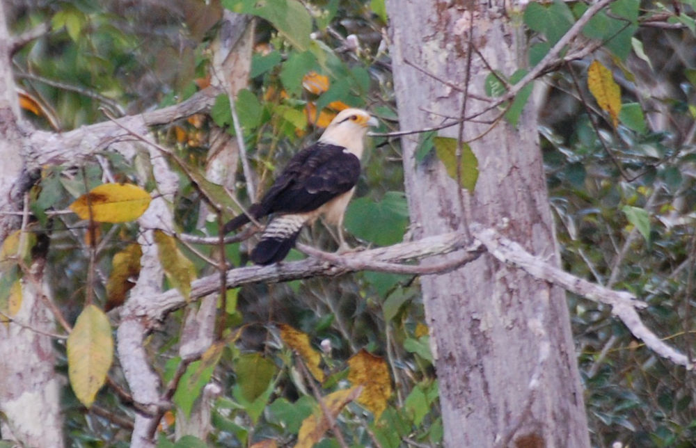 Brasile - uccello della foresta amazzonica: Milvago chimachima (Falconidae)