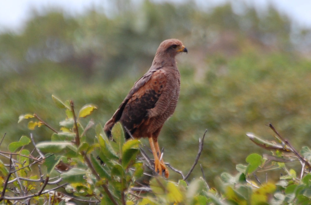 Brasile - nei Len��is Maranhenses: Poiana della savane (Buteogallus meridionalis)