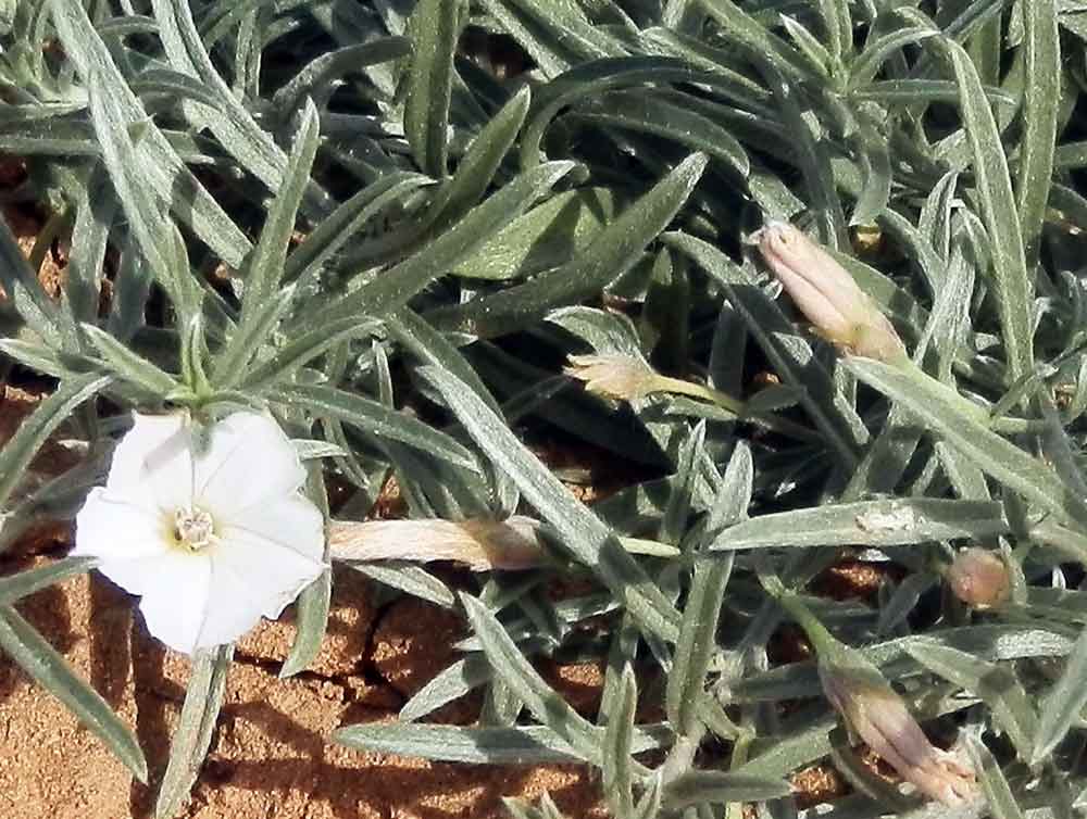 Convolvulus ammannii (Convolvulaceae) - Mongolia