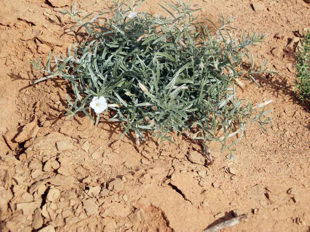 Convolvulus ammannii (Convolvulaceae) - Mongolia