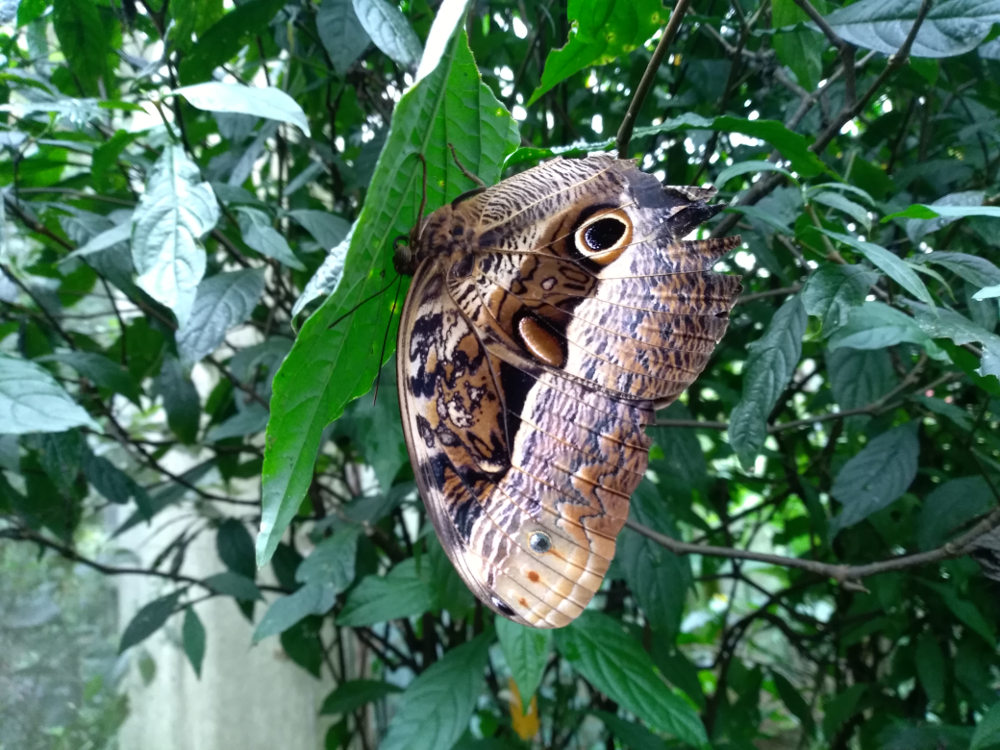Brasile - nella foresta amazzonica: Caligo cfr. beltrao (Nymphalidae Satyrinae)