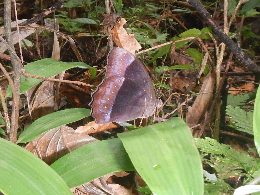 Brasile - nella foresta amazzonica: Taygetis sosis (Nymphalidae)