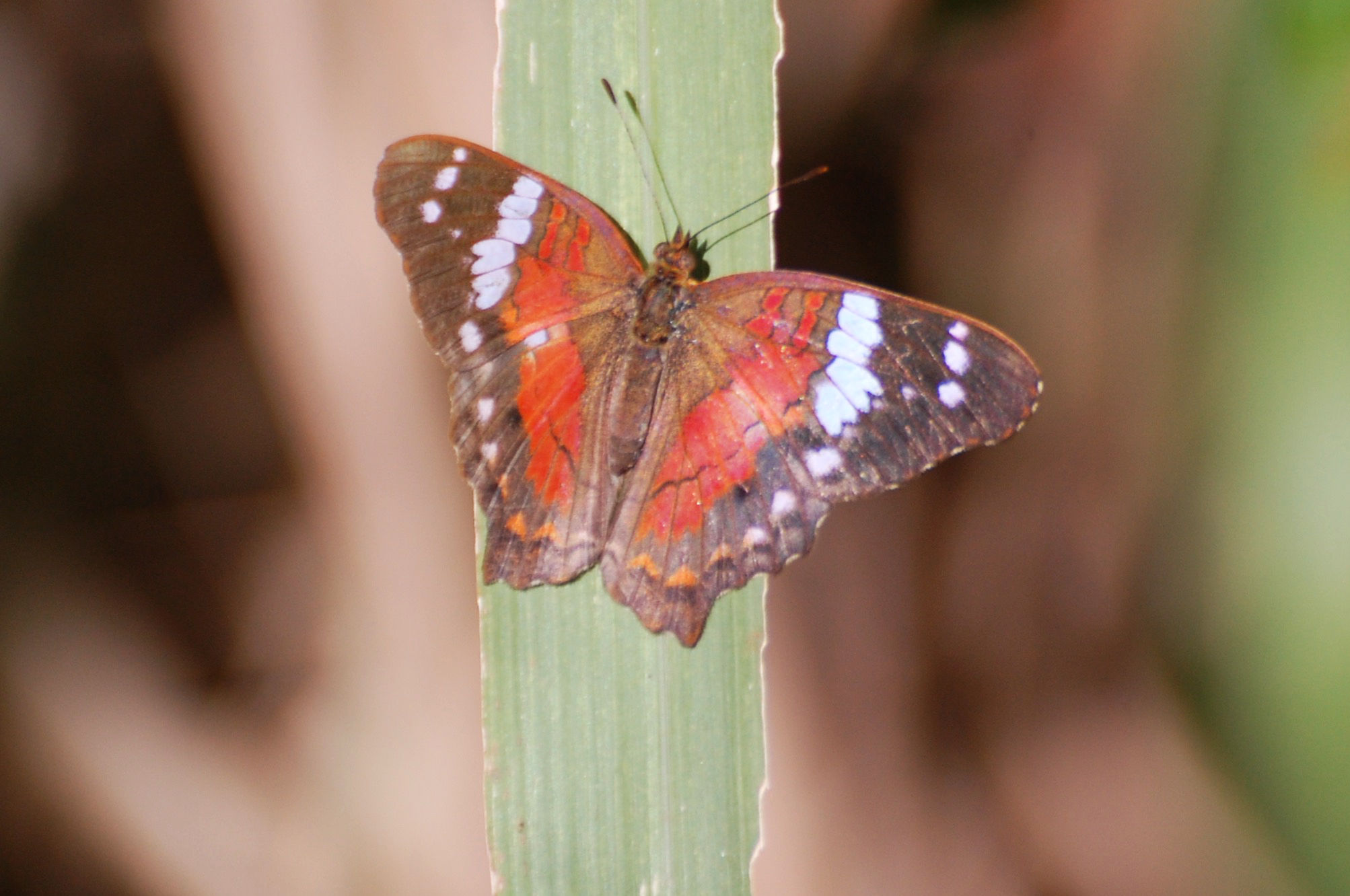Brasile - Anartia amathea (Nymphalidae)
