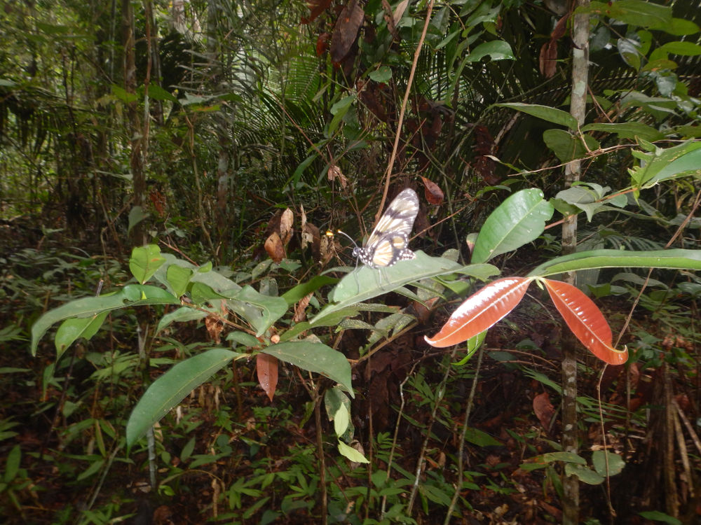 Brasile - nella foresta amazzonica: Thyridia psidii (nymphalidae)