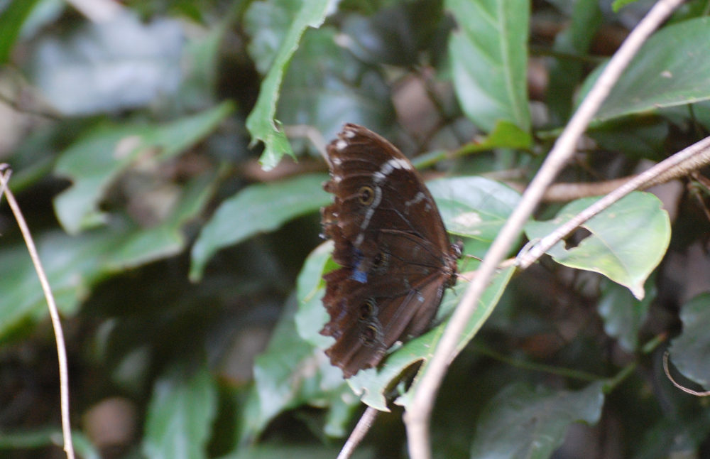 Brasile - nella foresta amazzonica: Morpho sp. (Nymphalidae)