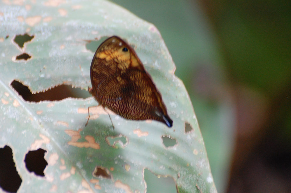 Brasile - Farfalla della foresta amazzonica