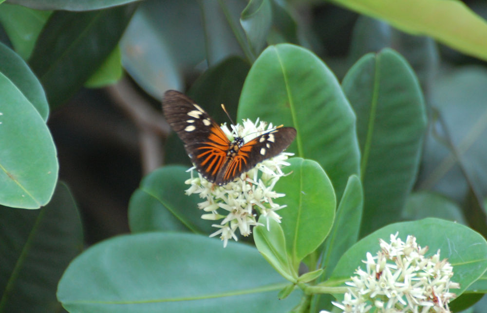Brasile - foresta amazzonica: Heliconius sp. (Nymphalidae)