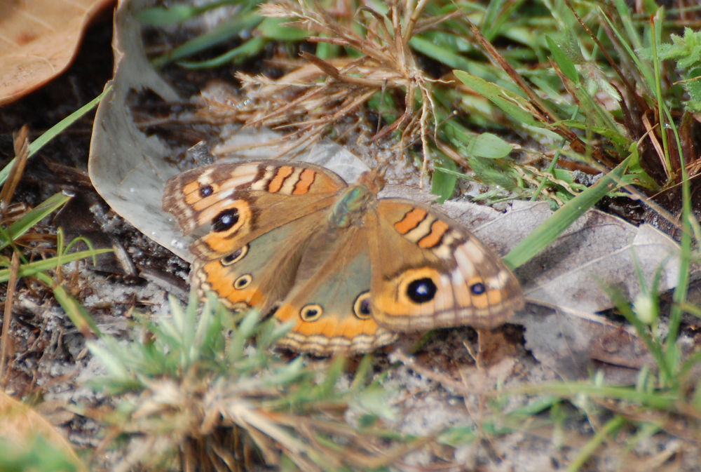 Brasile - nei Len��is Maranhenses: Junonia genoveva (Nymphalidae)