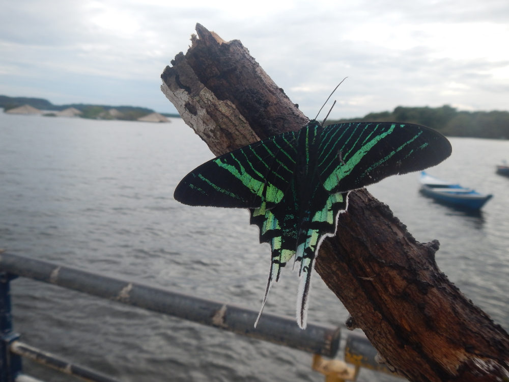 Brasile - Farfalla della foresta amazzonica:  Urania leilus
