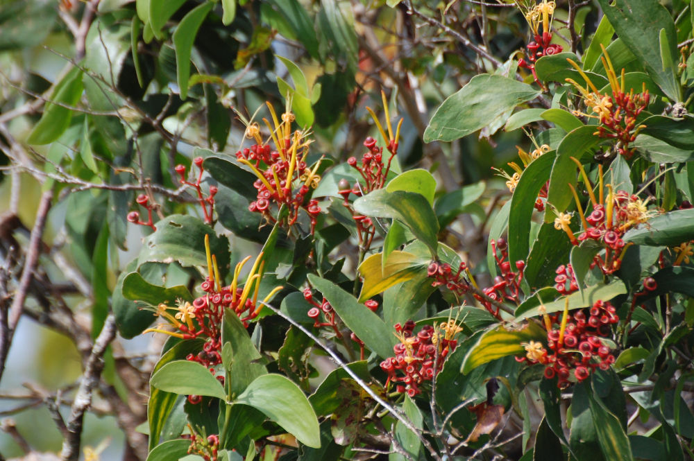 Brasile - Amazonia: Psittacanthus cucullaris (Loranthaceae)