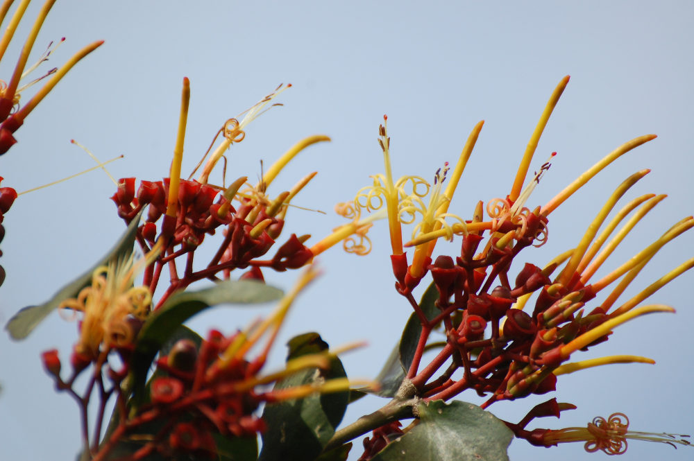 Brasile - Amazonia: Psittacanthus cucullaris (Loranthaceae)