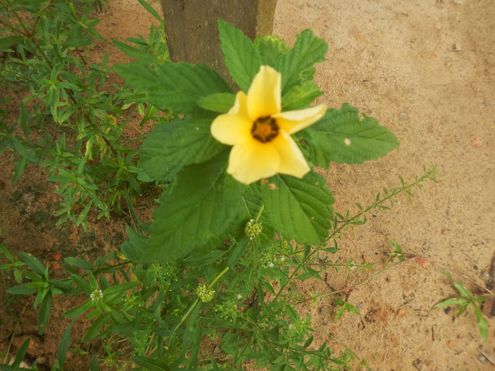 Brasile - nei Lenis Maranhenses: Sida sp. (Malvaceae)