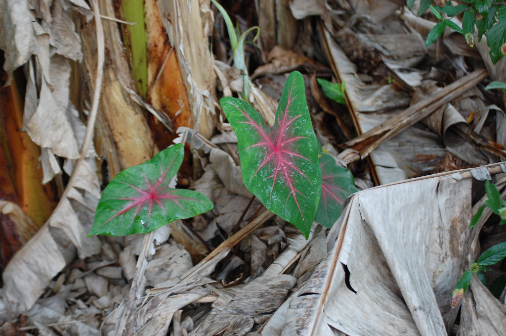 Brasile - nella foresta amazonica : Caladium bicolor ( Araceae)