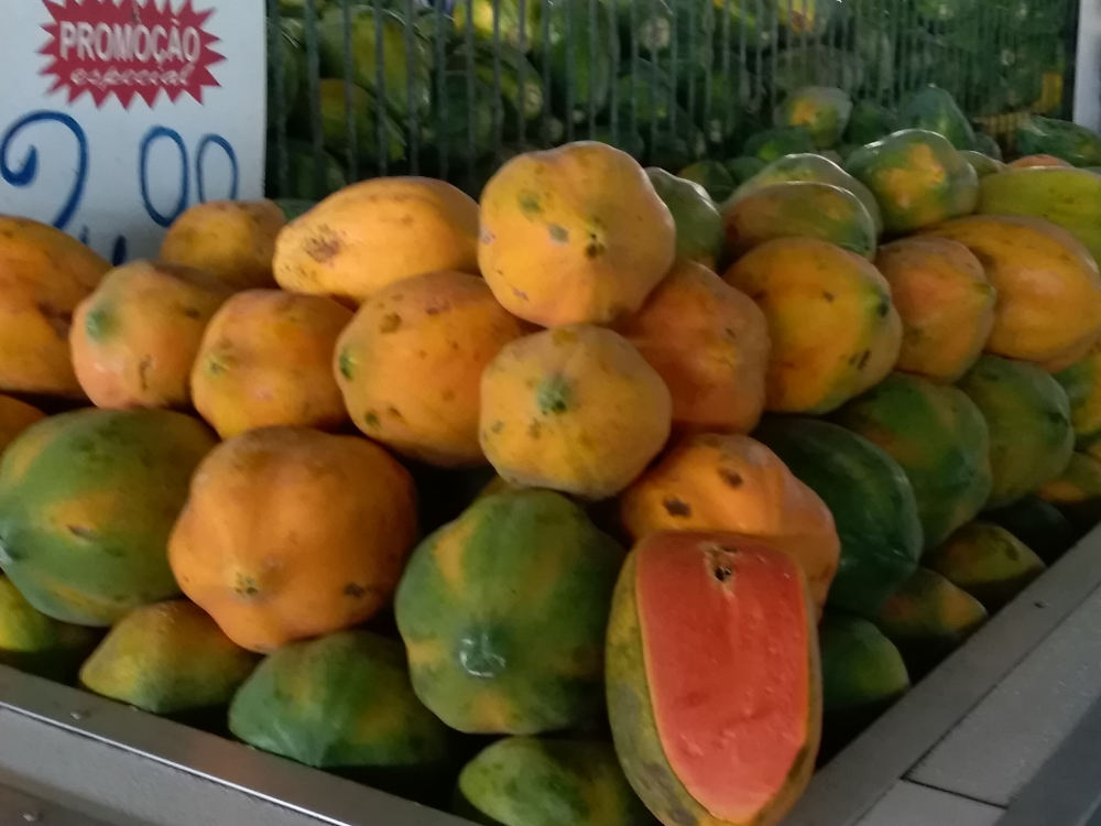 Amazzonia - Frutto di Papaya / Carica papaya (Caricaceae)