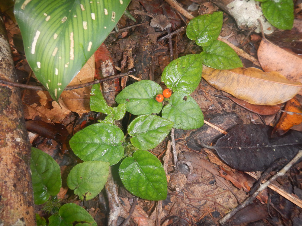 Brasile - nella foresta amazzonica: Geophila cordifolia (Rubiaceae)