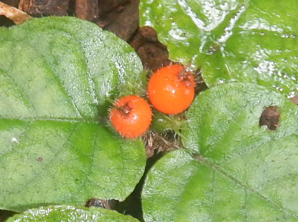 Brasile - nella foresta amazzonica: Geophila cordifolia (Rubiaceae)