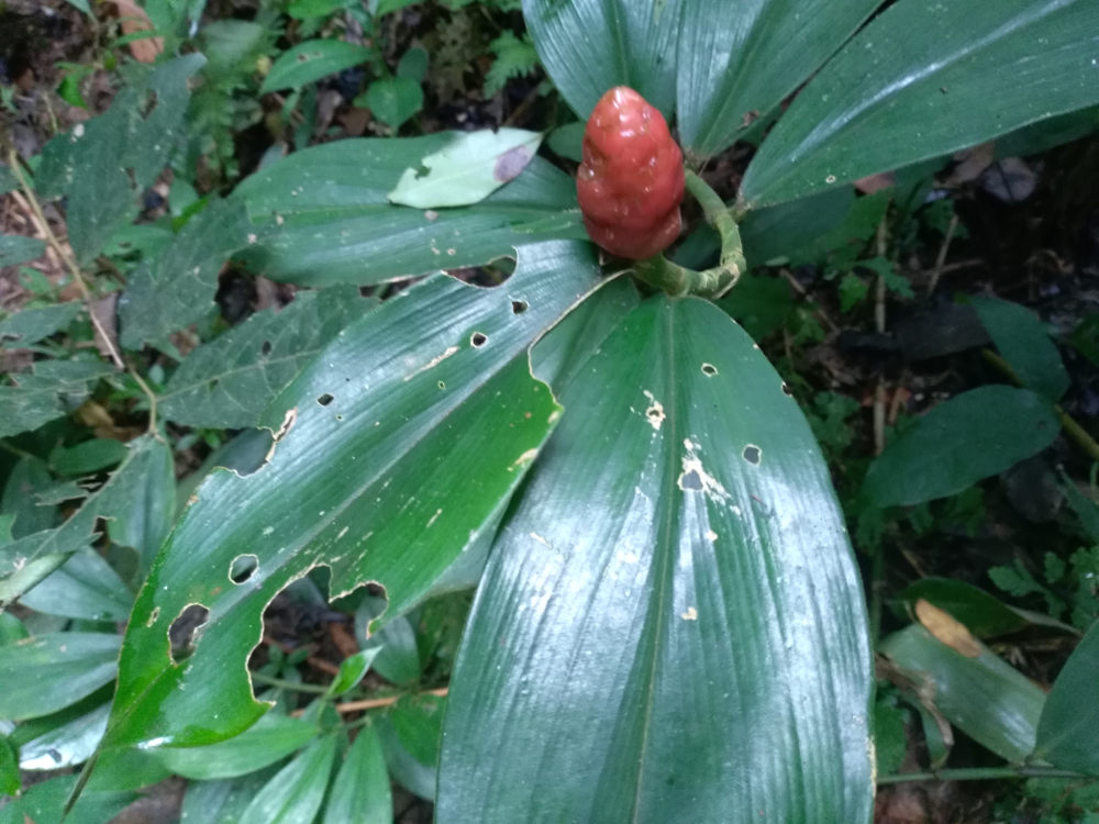 Brasile - nella foresta amazzonica: Costus cfr.spiralis (Costaceae)