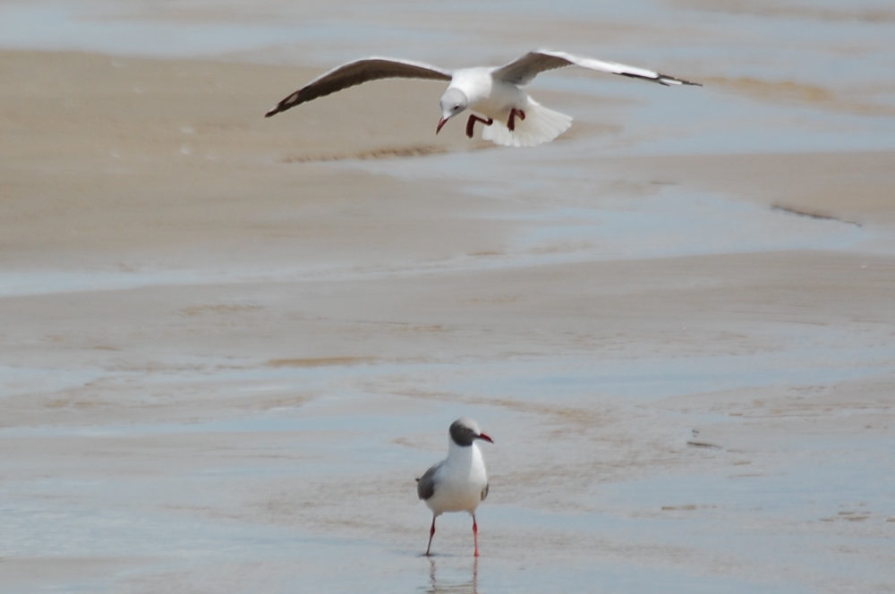 Brasile -nei Len��is Maranhenses: Gabbiani testagrigia (Chroicocephalus cirrocephalus)