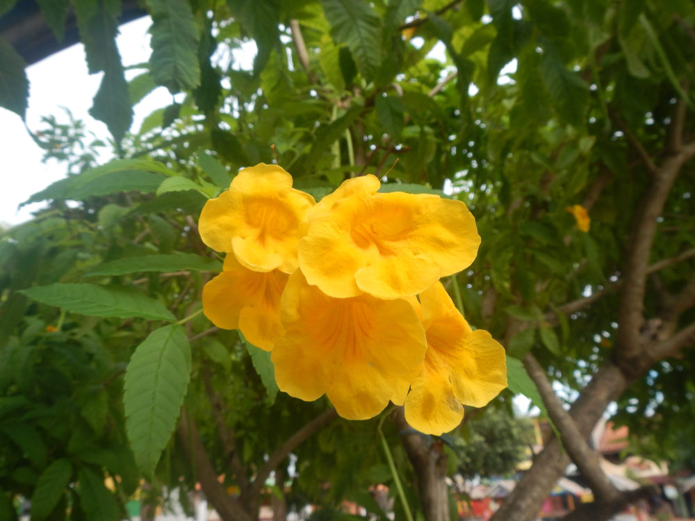 Brasile - nei Lenis Maranhenses: Tecoma sp. (Bignoniaceae)