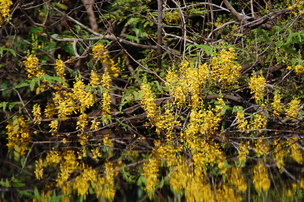 Brasile - neila foresta amazzonica: Fabaceae Caesalpinioideae