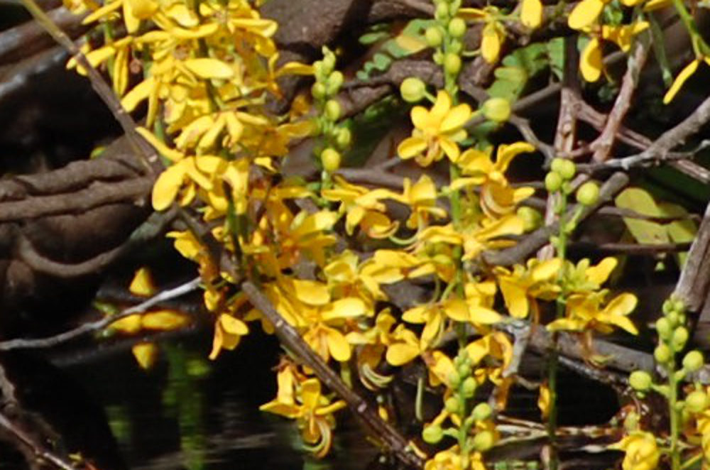 Brasile - neila foresta amazzonica: Fabaceae Caesalpinioideae