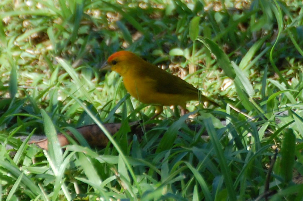 Brasile - Uccello della foresta amazzonica: Sicalis flaveola (Thraupidae)