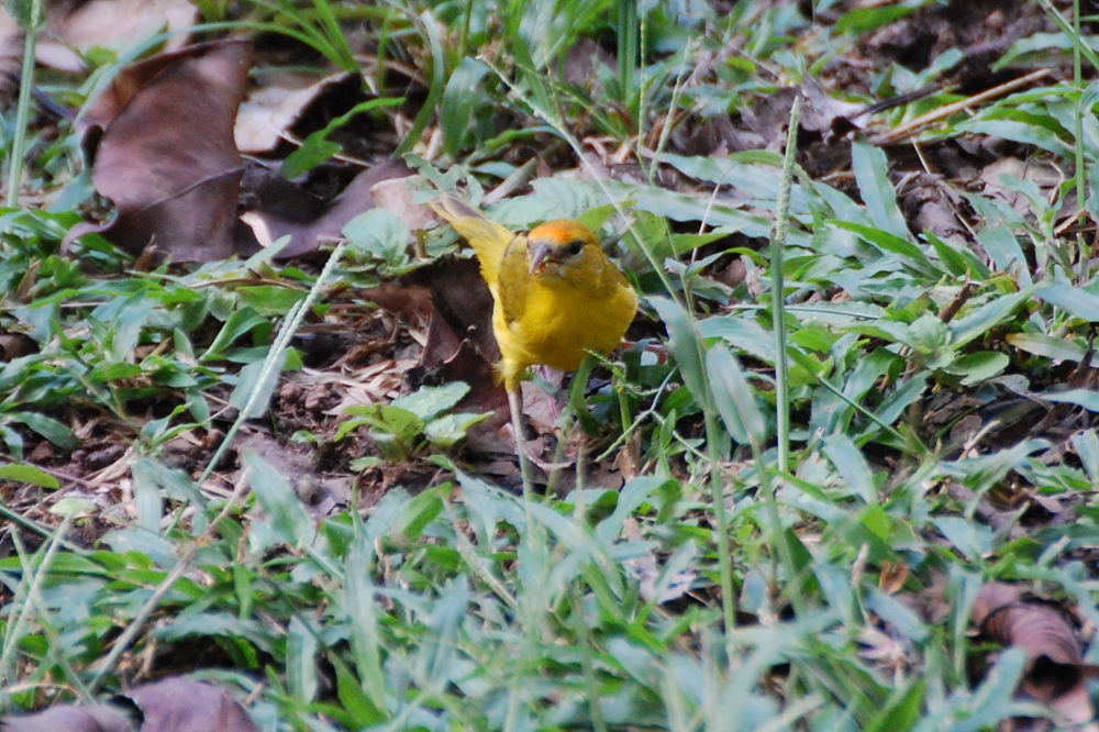 Brasile - Uccello della foresta amazzonica: Sicalis flaveola (Thraupidae)