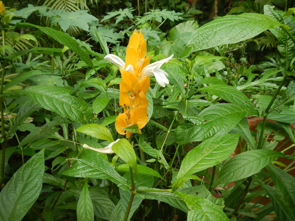 Brasile - Iguazu, che fiore ?