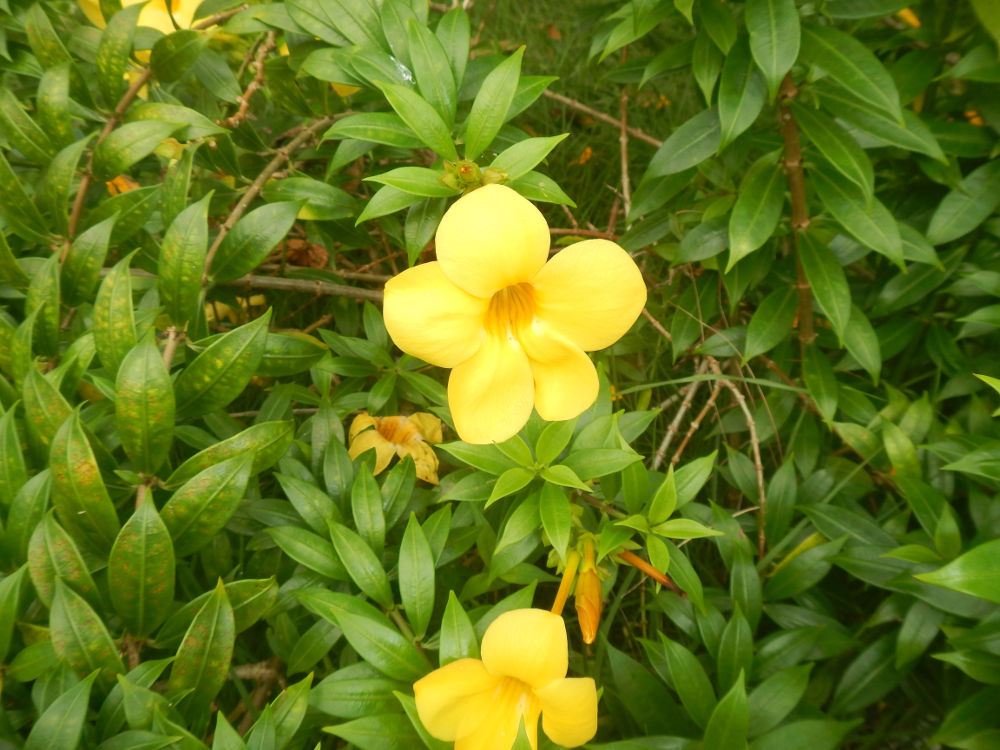 Brasile - nei Lenis Maranhenses: Allamanda sp.(Apocynaceae)