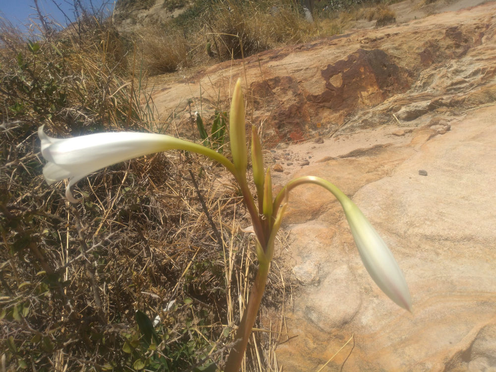 dall''Etiopia: Crinum sp. (Amaryllidaceae)