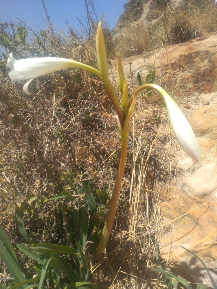 dall''Etiopia: Crinum sp. (Amaryllidaceae)