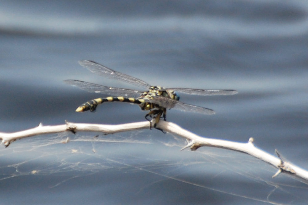 Libellula - Etiopia:  Ictinogomphus ferox