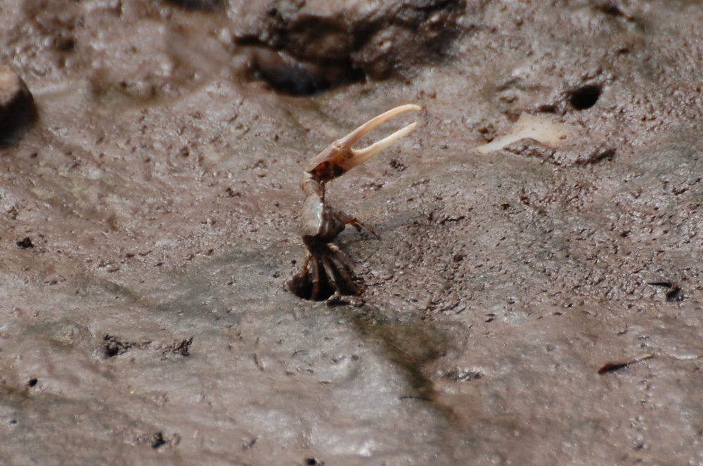 Brasile - Granchio di fiume: Uca sp.